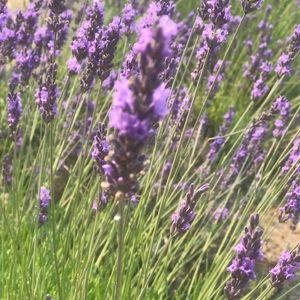 Meet your Posher, Sunita